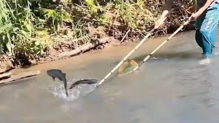 nyetrum ikan di sungai sampai kewalahan karena ikan nya banyak [upl. by Znerol]