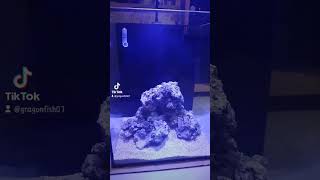 Nano reef tank 40x40x50 [upl. by Whiteley]