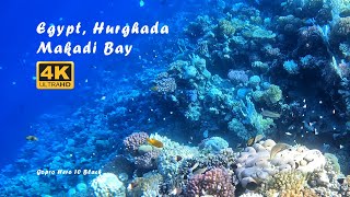 Aug 2024  Egypt Hurghada Makadi Bay  Snorkeling in front of Makadi Spa hotel  Part 1 [upl. by Esiralc765]