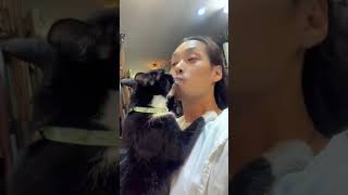 Kiss your cat and see what happens cat funny [upl. by Danforth]