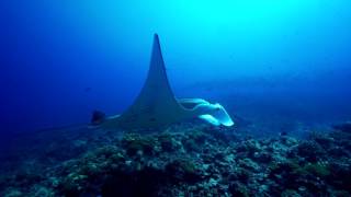 Shark TV  Diving in Tikehau French Polynesia with Top Dive [upl. by Jareb629]