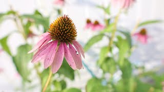 Echinacea purpurea  Purple Coneflower [upl. by Story]