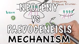 Neoteny Vs Paedogenesis  Mechanism of Neoteny [upl. by Nuyh]