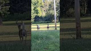 THESE DEER RAN [upl. by Addie]