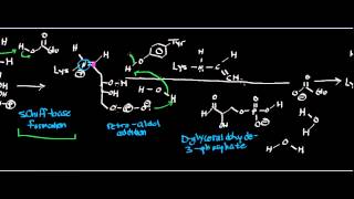 Biochemistry  Deoxyribose5Phosphate Aldolase  Physiology Biochemistry amp Mechanism [upl. by Hoffman622]