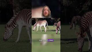 Quagga Weird Wildlife youtubeshorts [upl. by Adieno948]