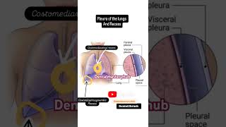 Pleura and Recess of the lungs anatomydentalmasteryhub dentalstudenteducation dentist [upl. by Dorrehs892]