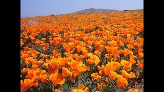 A Breathtaking Look at California Poppy Fields Super Bloom  California State Flower [upl. by Culver727]