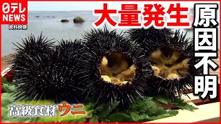 【困惑】“高級ウニ”が大量発生も…海藻激減で貝類に被害 中身もスカスカで… [upl. by Anatolio]