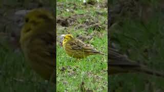 Yellowhammer yellowhammer bird ytshorts shorts [upl. by Eiuol]