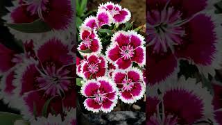 Dianthus Barbatus  sweetwilliam flower nature naturelovers naturephotography song music [upl. by Nail]