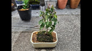 ミニ盆栽ケヤキ秋の植え替え A mini bonsai zelkova tree to be repotted in autumn 【bonsai zelkova】 [upl. by Wash]