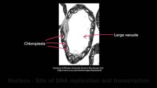 12 Application Exocrine gland cells of the pancreas and palisade mesophyll cells of the leaf [upl. by Aguayo]