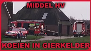 MIDDEL HV Koeien in gierkelder  23 December 2023 [upl. by Dionne246]