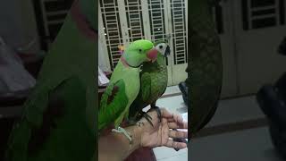 Alexander love macaw Red belly trending funnyanimals birds viralvideo parrot funnymoment [upl. by Gentille]