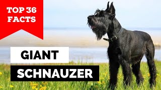 99 of Giant Schnauzer Owners Dont Know This [upl. by Salomi]