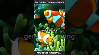 quotThe Fish That Changes Gender—You Wont Believe Thisquot Clownfish AnimalFacts shorts [upl. by Ahsemot]