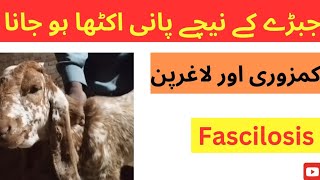 Fascilosis  Liver flukes infestation  Bottle jaw in goatsheepcattlebuffalo  Dr Muhammad Saif [upl. by Crofoot]