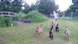 Baby pygmy goats playing [upl. by Eedebez]