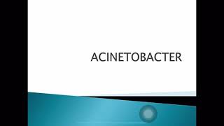 Acinetobacter [upl. by Nrevel]