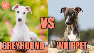 Greyhound Vs Whippet What’s The Difference [upl. by Puna]