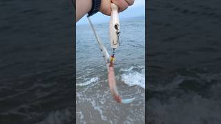 Needlefish hook on the popper longislandfishing longisland fish beach newyork surffishing [upl. by Sunderland]