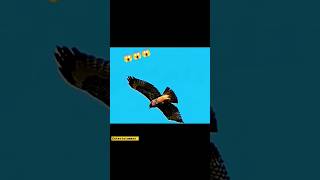 Techniques of the Peregrine Falcon 7 Incredible Hunting shorts viralvideo trending animals pet [upl. by Clute]