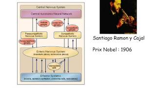 Physiologie du tube digestif partie 3 [upl. by Britt]