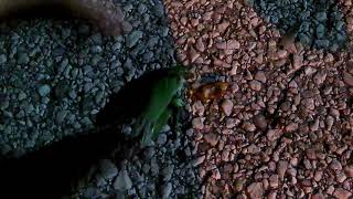 Katydid vs fire ants [upl. by Cirilo]