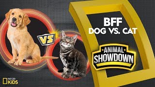 Dog vs Cat Battle for the BFF  Animal Showdown [upl. by Oiluig812]