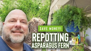 Repotting Asparagus FernSave Money [upl. by Angele450]