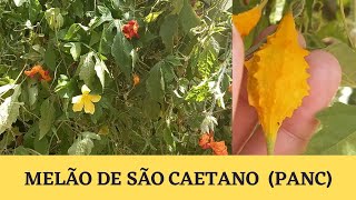 Melão de São Caetano emagrece  Melãozinho de São Caetano Bitter Melon Plantas Medicinais [upl. by Judenberg]