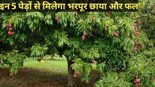 भरपूर छाया और फल देने वाले 5 पेड़  Top 5 best fruiting and shade wale ped [upl. by Gensmer]