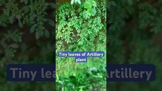 Tiny leaves of Artillery plant [upl. by Derron19]