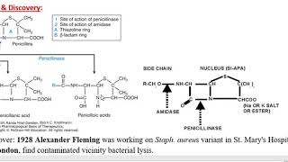 Penicillins Beta Lactams 06 05 20 RGSC [upl. by Xet]