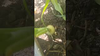 Onions Growing In My Home Garden FROM SEED BEST WAY TO GROW THEM onions gardening proud [upl. by Kalina]