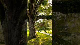 Cool Staghorn Fern Hangs From Live Oak • Fur Elise • Bach shorts plants tree beautiful nature [upl. by Entwistle761]