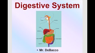 Digestive System [upl. by Marashio245]