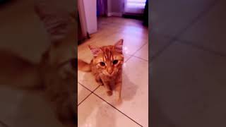 Gingers morning🧡🐈 beats shortvideo cutecat morning cute cutepet cats funncats fypyoutube [upl. by Einnahc]