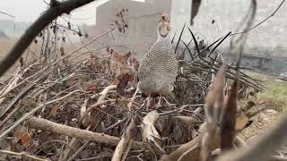 teetar ki original awaazteetarjungle teetar bird hunting female grey francolin sound [upl. by Sielen412]