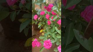 Rose care gardening nature [upl. by Anaillil]