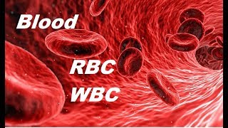 What is Blood  Function of blood  RBC WBC Plasma and Platelet [upl. by Haldas472]