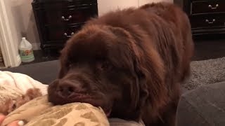 Dog adorably returns stolen pillow then tries stealing it right back [upl. by Hctim380]