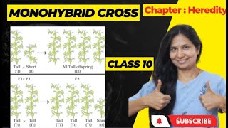 Monohybrid Cross  Mendel s Experiment  NCERT  Class 10  Heredity [upl. by Gally]