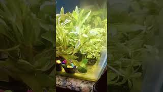 Online plants purchased from bunnycart Please check full unboxing video [upl. by Hainahpez746]