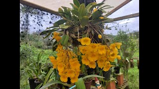 Cattleya gaskeliana e não Cattleya mossiae  me desculpem [upl. by Ardnuasal]