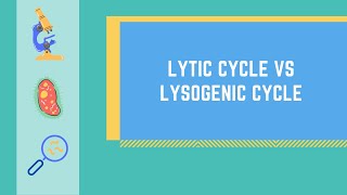 Lytic Cycle vs Lysogenic Cycle Made EASY [upl. by Adnalra197]