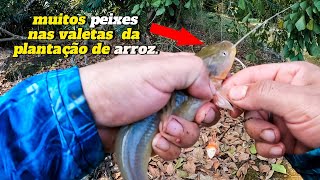 Essas valetas na plantação de arroz tem muito peixe  pesca pescaria santacatarina pescadores [upl. by Cypro]