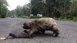 sloth crossing a road  super creepy [upl. by Nallek756]