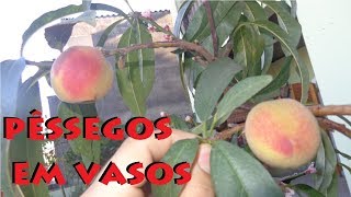 Como Cultivar Pêssegos em Vasos [upl. by Oringas]